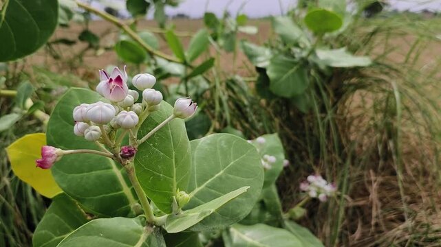 Calotropis procera (Crown flower) is a shrub with leathery leaves, waxy purple-white blooms, and toxic milky sap used cautiously in traditional medicine.

