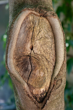 Healing Tree Trunk Wound