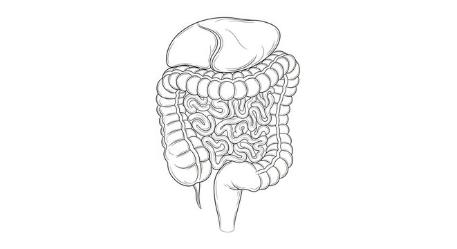 A detailed, black-and-white line drawing illustrates the human small intestine. The illustration depicts the duodenum, jejunum, and ileum, showcasing their coiled and folded structures.