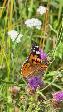 Painted lady butterfly Vanessa cardui with open wings on wildflower