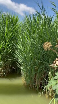 Freshwater reed bed with gentle wind movement in natural marsh landscape