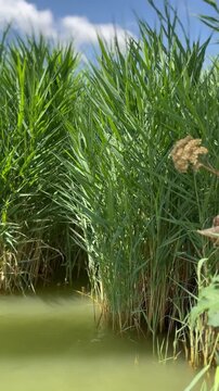 Natural reed plants along calm lakeshore with soft water ripples in summer