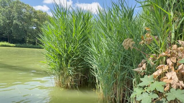 Common reed swaying in gentle breeze with soft water movement at natural wetland - Close-up video of common reed growing along a calm wetland shoreline with gentle water movement and natural summer 