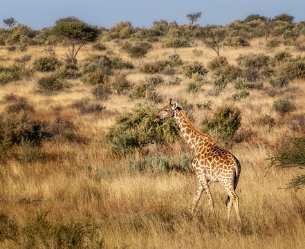 Giraffe