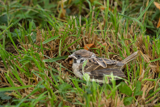 Juveniler Feldsperling (passer montanus)