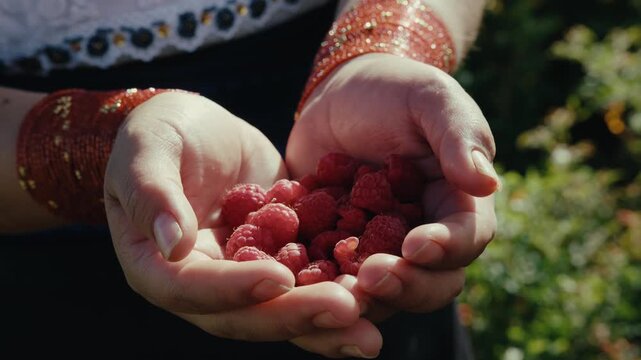Ecuador. Hands cradle ripe raspberries, sunlit and fresh. Indigenous bracelets gleam, suggesting tradition. Soft focus background hints of garden life. Ideal for food, health, or natural abundance.
