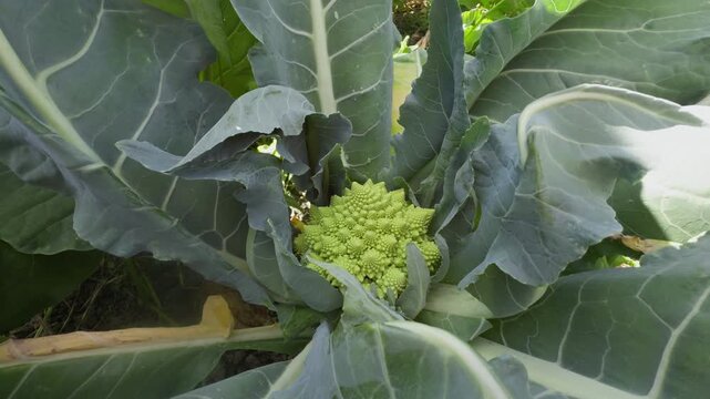 A static medium shot of a Romanesco broccoli plant growing in an agricultural field in Lier, near Drammen, Norway, showing large green outer leaves and the central fractal head.