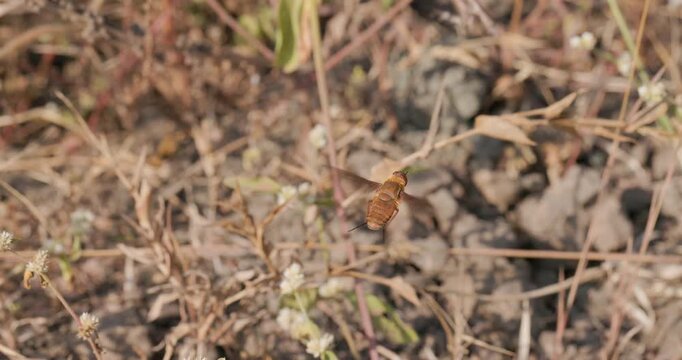Furry brown bee fly hovering over ground with brown grass below; detailed 4K macro morning behaviour.