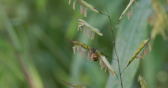 Solitary bee hovering and clinging to grass flowers; slow motion winter morning pollen gathering buzz pollination