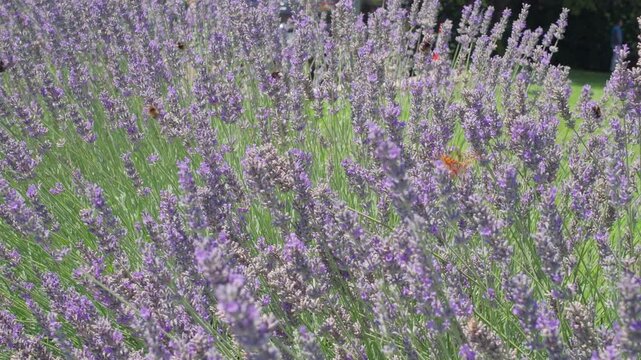 Orange butterfly and bumblebees collecting nectar on lavender flowers. Close-up of insects pollinating violet lavender field on a sunny summer day.