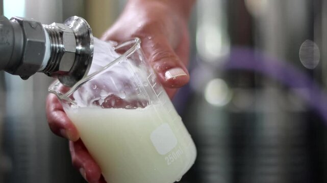 Korea rice wine makgeolli brewing process nuruk taro ingredient brewery alcohol liquor 한국 막걸리 제조과정 막걸리재료 누룩 쌀 토란 주조 양조 술 쌀막걸리 발효 가공 생산 식품 원료 곡물