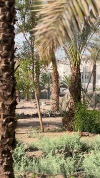 Othman well with ancient stone steps surrounded by a date palm oasis.