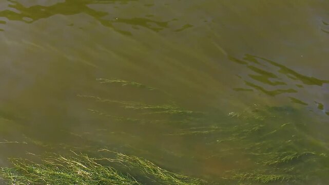 Green algae splash in the water of the Fontanka River in St. Petersburg on a sunny summer day.