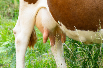 cow's tits ready for milking inside dairy farm © ksena32
