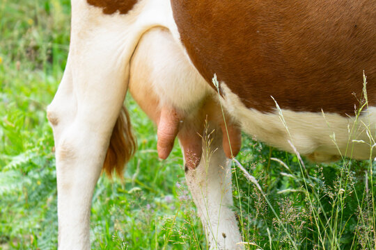 cow's tits ready for milking inside dairy farm