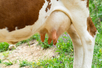 cow's tits ready for milking inside dairy farm © ksena32