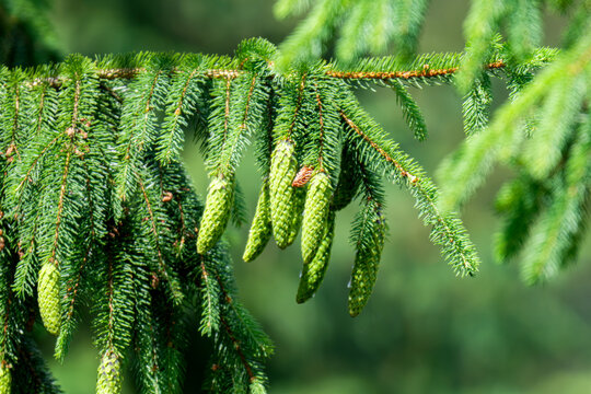 CLose up of the bright green young spruce branches on a green blurred background