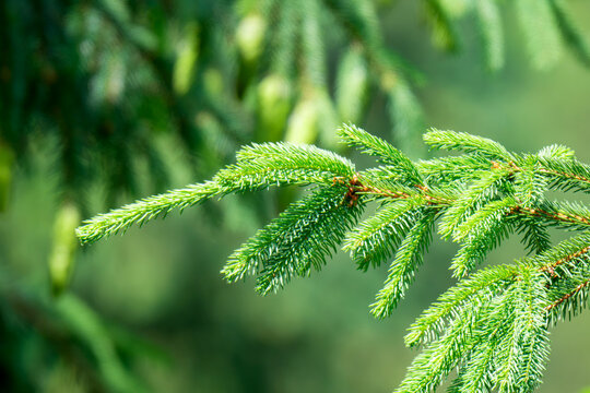 CLose up of the bright green young spruce branches on a green blurred background