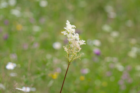 meadowsweet growing in a meadow