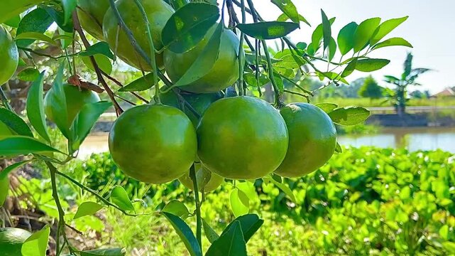 Fresh Green Oranges Growing on Citrus Tree Branch in Sunny Orchard