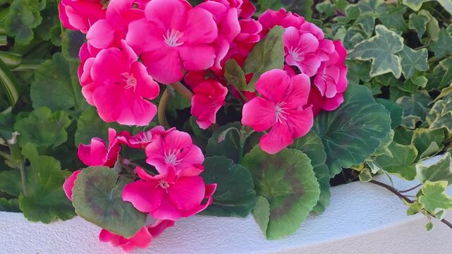Bright pink flowers growing in a white pot surrounded by green leaves in a sunny garden
