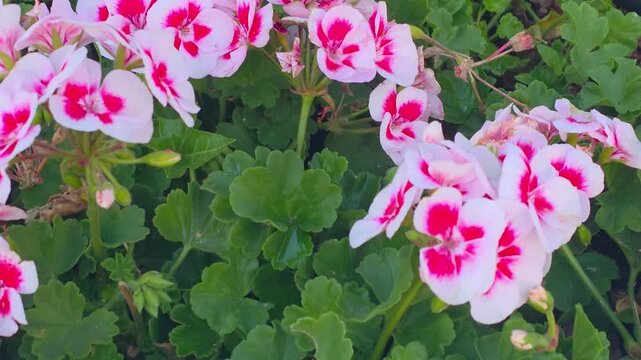 Bright flowers bloom in the garden during spring under sunlight