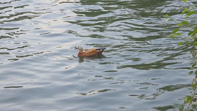 Duck swimming in a lake during the afternoon near trees and water plants