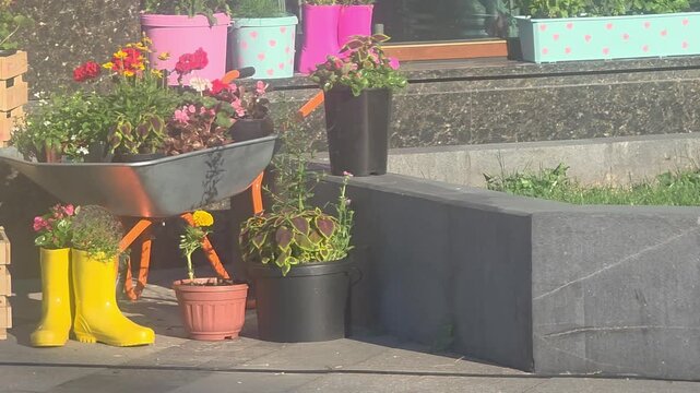 Colorful garden display with flowers and plants in wheelbarrow and pots on sunny day