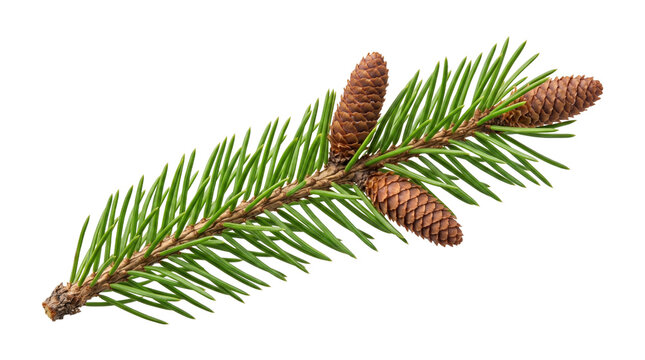 A detailed spruce branch with green needles and three small pine cones, showcasing natural evergreen beauty.