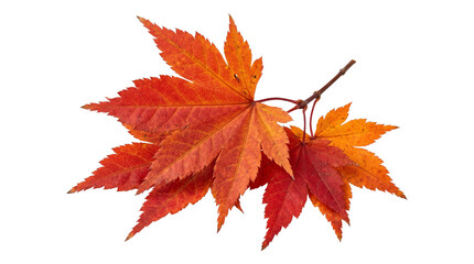 Autumn maple leaves fall foliage vibrant orange color branch isolated on transparent background png. © Isolated_png