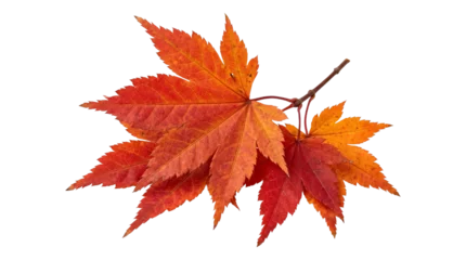 Fotobehang Waterval Autumn maple leaves fall foliage vibrant orange color branch isolated on transparent background png.  © Isolated_png