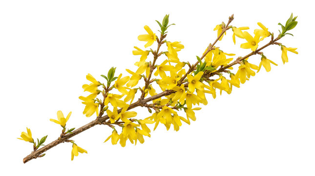 Blooming yellow forsythia branch with spring flowers isolated on transparent background png stock photo.
