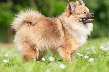 pies Szpic miniaturowy, pomeranian  © Grzegorz