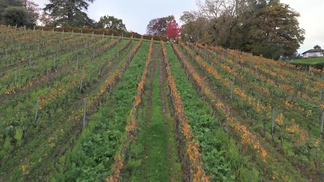 Drone flying backward over autumn vineyards in Crans