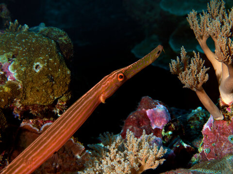 A Chinese trumpetfish (Aulostomus chinensis) waits motionless among soft corals, relying on camouflage and patience to ambush unsuspecting prey.