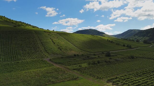 Aerial Grid Pattern of Green Vineyards in Zell Germany