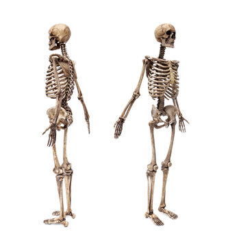 Dark human skeleton model set showing front, side, and back views. Full body anatomy isolated on white background.
