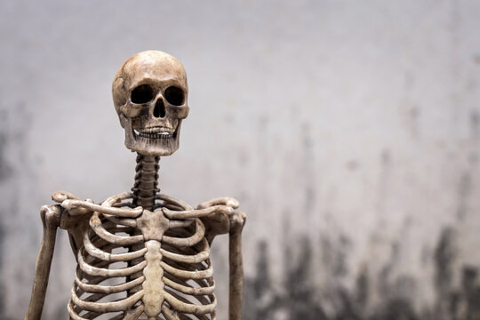 Dark Human skeleton model with skull and rib cage on textured abstract weathered grey old concrete wall background with copy space.