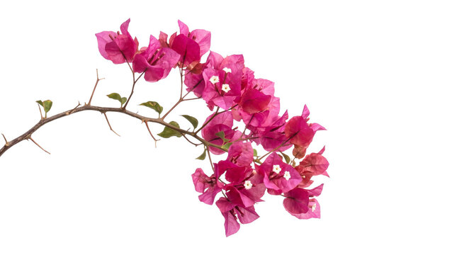 A vibrant bougainvillea branch displaying beautiful pink blooms, lush green foliage, thorny stem.