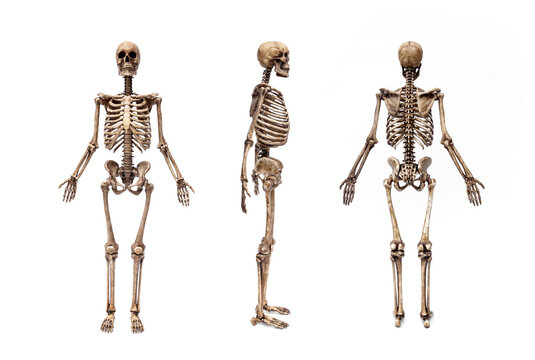 Dark human skeleton model in front, side, and back views isolated on white background. Full body anatomy set.