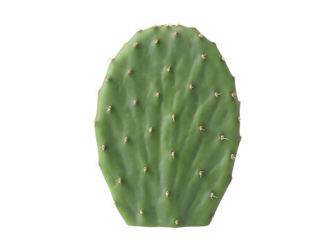 Prickly pear cactus pad isolated on transparent background