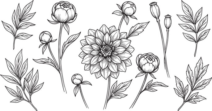 Hand drawn dahlia and peony flower set with leaves and buds in black and white ink style