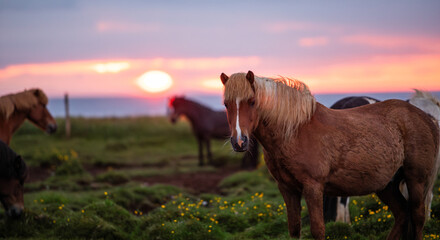 Portrait of a beautiful Icelandic horse with a long blonde mane standing in a green meadow during a colorful sunset in Iceland, surrounded by grazing horses and dramatic Nordic evening light. © Jag_cz