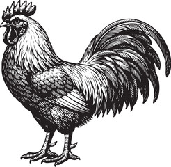 Graphic illustration of side view standing rooster in detailed ink sketch style for any print. © Abdullah