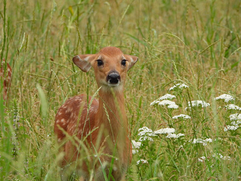 White-tailed deer fawn hiding in the tall grass and munching on her favourite plants