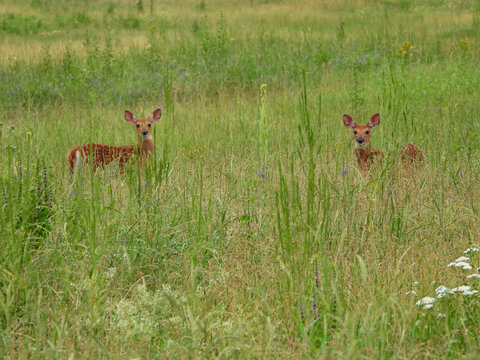 White-tailed deer fawn hiding in the tall grass and munching on her favourite plants