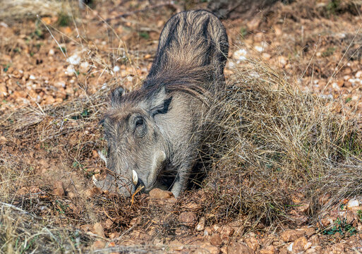 Warzenschwein