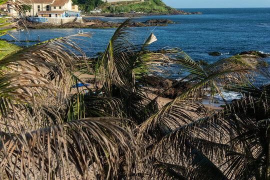 Paciencia Beach through the coconut palms in Salvador