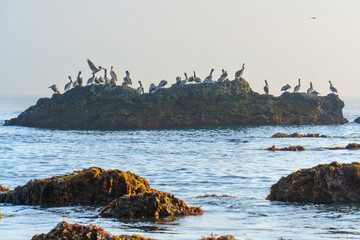 Fototapeta premium Group of Brown Pelicans Resting on Coastal Rocks Near Malibu Shoreline