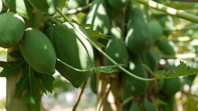 Green papaya fruits grow on a tree with large leaves in a sunny plantation setting. Tropical plantation.